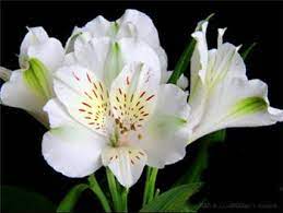 Fuji Alstroemeriaceae White Gardens Alstroemeria Flowers