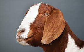 Check spelling or type a new query. Which Goat Is Right For You Modern Farmer