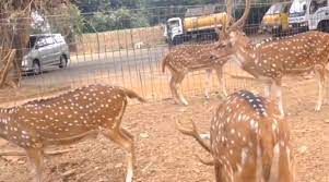 Taman rusa kemang pratama dapat dijadikan referensi bagi sarana rekreasi keluarga. Taman Rusa Kemang Pratama Bekasi Rinalmatien