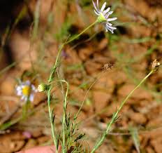 Image result for Felicia muricata