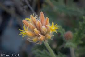 Image result for Blotiella sinuata