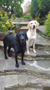blonde and black labrador cute dogs black labrador labrador