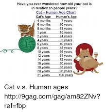 have you ever wondered how old your cat is in relation to