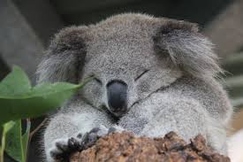 Taronga Zoo On Twitter Koalas Koala Animals