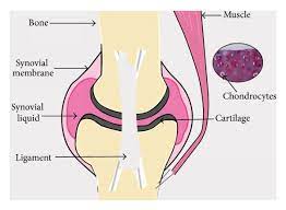 The epiphyseal plate, a layer of hyaline cartilage, is replaced by osseous tissue as the organ grows in length. An Overview Of A Typical Joint Structure Hyaline Cartilage The Most Download Scientific Diagram