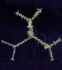 Image result for Rhigozum trichotomum