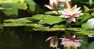 Image result