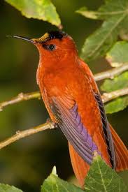 Birds Play Very Important Roles In Their Marine Science In A Drop Rengarenk Kuslar Kus Ve Guzel Kuslar