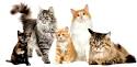Types of Cats with Photos - Cat Breeds Junction