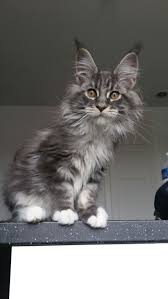 Black And White Maine Coon Cats For Sale Pin On Maine Coon