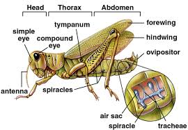 Check spelling or type a new query. Https Miller Biology Utah Edu Courses 2015 Handouts Lab10 Pdf