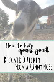 How To Help Your Goats Quickly Recover From A Runny Nose Goats Runny Nose Goat Farming