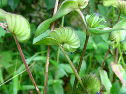 Image result for Cyanotis