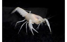 Image result for Cadaba glaberrima