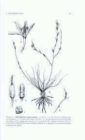 Image result for Chlorophytum macrosporum