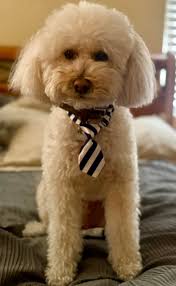 Not bad for an accountant with two house dogs 😂