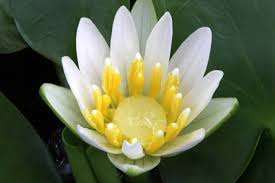 Image result for Nymphaea