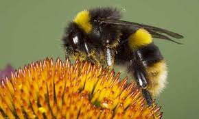 We here at hearts pest management are aware. Flight Of The Bumblebee Survey Finds Individual Personalities Bees The Guardian