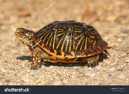 Western Box Turtle Terrapene Ornata Flint Stock Image