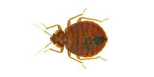 Use the best pest control companies to get rid of unwanted bugs, rodents and reptiles, both inside you should look to see what companies operate in your county, and whether or not they can get to keep in mind that good pest control companies won't be afraid to share their chemical list with you. Bed Bugs Exterminators And Pest Control Services Citrus Pinellas Fl