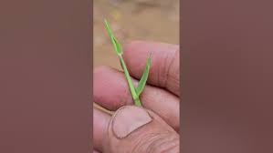 Image result for Digitaria longiflora
