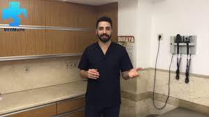 Kediler Neden Eve Idrar Yapar Iste Cevabi Youtube