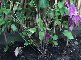 Check spelling or type a new query. Young Clematis Bbc Gardeners World Magazine