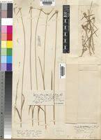 Image result for Cyperus mollipes