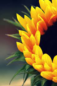 20 Spectacular Examples Of Macro Photography Sunflower Pictures Sunflower Wallpaper Sunflowers And Daisies