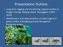 Aziz mustaffa used to collect turtles' eggs from a malaysian beach and sell them. Dr Juanita Joseph Institute Of Oceanography And Environment Inos Ppt Download