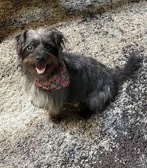 We are a small group of friends who all volunteer their personal time and work hard to make an impact on the life of a dog in need. Lost Paws Rescue Of Texas Reviews And Ratings Carrollton Tx Donate Volunteer Review Greatnonprofits