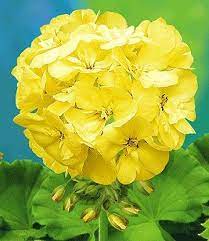 Yellow Geranium Geranium Flower Flower Seeds Geraniums