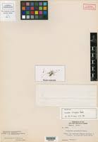 Image result for Eriocaulon abyssinicum