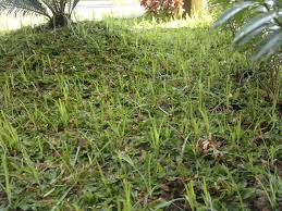 Check spelling or type a new query. Macam Macam Rumput Liar Yang Banyak Kita Jumpai