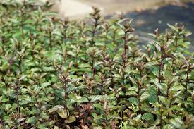 Ahrige Garten Minze Mentha Spicata Black Spearmint Heckenpflanzen Laubbaum Pflanzenwelt
