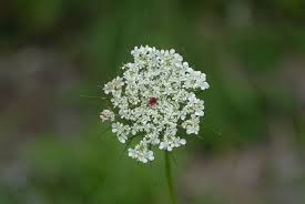 Image result for Daucus carota