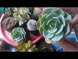 Chuck those cactus blocks into a furnace or similar device, and boom, green dye. Echeveria Imbricata Succulent Propagation Youtube Echeveria Imbricata Propagating Succulents Echeveria