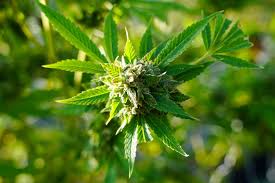 Image result for Cannabis
