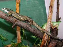 Mexico and guatemala/pine forest canopies and cloud forests at altitudes of 4,000 to 8,000 feet. Zootierlistehomepage