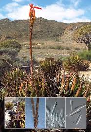 Image result for Cola mossambicensis