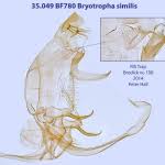 Image result for Bryotropha similis