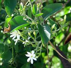 Image result for Jasminum fluminense