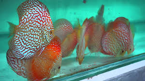 Shop for aquariums to build a great aquarium for your fishy friends. Discus From Malaysia Likes Tropical Products Youtube