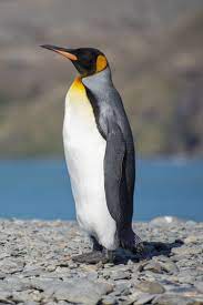 A King Penguin S Birth Through Maturity Takes An Unusually Long Time Compared With The Rest Of The Penguin World Betwe King Penguin Penguins Penguin Pictures