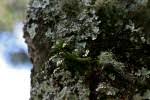 Image result for Bolusiella iridifolia