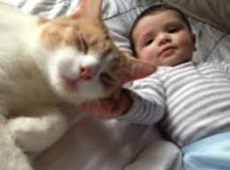 Es Malo Tener Gatos Durante El Embarazo