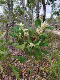 Image result for Cyclocarpa