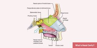 The nasal cavity communicates anteriorly through the nostrils and posteriorly with the nasopharynx through openings called choanae. What Is Nasal Cavity Amazing Fun Facts About Nasal Cavity Diseases Function Anatomy