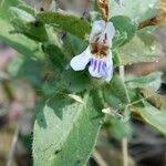 Image result for Duosperma