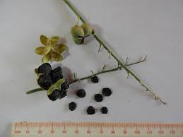 Image result for Dipcadi platyphyllum